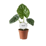 Alocasia Lukiwan - Ø12cm - ↕20cm - GREEN OASIS - SHOP