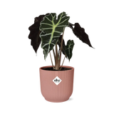 Alocasia ‘Polly’ en ELHO Vibes Fold 14 cm rose - GREEN OASIS - SHOP