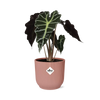 Alocasia ‘Polly’ en ELHO Vibes Fold 14 cm rose - GREEN OASIS - SHOP