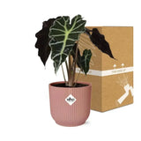 Alocasia ‘Polly’ en ELHO Vibes Fold 14 cm rose - GREEN OASIS - SHOP