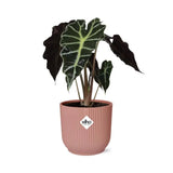 Alocasia ‘Polly’ en ELHO Vibes Fold 14 cm rose - GREEN OASIS - SHOP