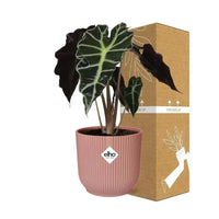 Alocasia ‘Polly’ en ELHO Vibes Fold 14 cm rose - GREEN OASIS - SHOP