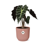 Alocasia ‘Polly’ en ELHO Vibes Fold 14 cm rose - GREEN OASIS - SHOP