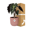 Alocasia ‘Polly’ en ELHO Vibes Fold 14 cm rose - GREEN OASIS - SHOP