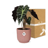 Alocasia ‘Polly’ en ELHO Vibes Fold 14 cm rose - GREEN OASIS - SHOP