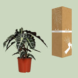 Alocasia Polly - Ø17cm - ↕45cm Everspring