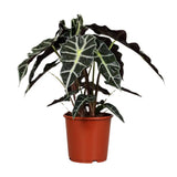 Alocasia Polly - Ø17cm - ↕45cm Everspring