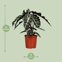 Alocasia Polly - Ø17cm - ↕45cm Everspring