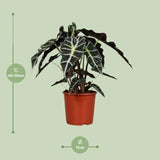 Alocasia Polly - Ø17cm - ↕45cm Everspring