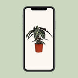 Alocasia Polly - Ø17cm - ↕45cm Everspring