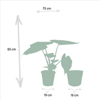 Alocasia Wentii - Ø19cm - ↕65cm + panier Selin Everspring