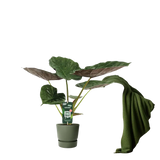 Alocasia Wentii - Oreille d'éléphant - Ø19cm - ↕70cm Everspring