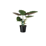 Alocasia Wentii - Oreille d'éléphant - Ø19cm - ↕70cm Everspring