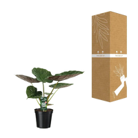Alocasia Wentii - Oreille d'éléphant - Ø19cm - ↕70cm Everspring