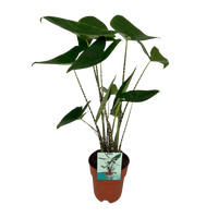 Alocasia Zebrina - Oreille d'éléphant - Ø19cm - ↕75cm Everspring