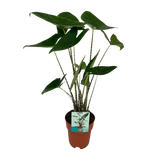 Alocasia Zebrina - Oreille d'éléphant - Ø19cm - ↕75cm Everspring