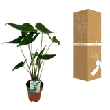 Alocasia Zebrina - Oreille d'éléphant - Ø19cm - ↕75cm Everspring