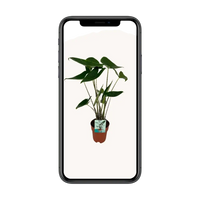 Alocasia Zebrina - Oreille d'éléphant - Ø19cm - ↕75cm Everspring