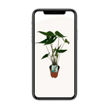 Alocasia Zebrina - Oreille d'éléphant - Ø19cm - ↕75cm Everspring