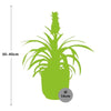 Ananas Mi Amigo + pot ELHO Vibes Fold 14 cm rose - GREEN OASIS - SHOP