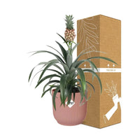 Ananas Mi Amigo + pot ELHO Vibes Fold 14 cm rose - GREEN OASIS - SHOP