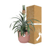 Ananas Mi Amigo + pot ELHO Vibes Fold 14 cm rose - GREEN OASIS - SHOP
