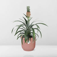 Ananas Mi Amigo + pot ELHO Vibes Fold 14 cm rose - GREEN OASIS - SHOP