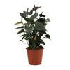Anthurium Black Love - Ø 12 cm - ↕ 36 cm - GREEN OASIS - SHOP Plantes vertes originales livrées à votre domicile