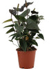 Anthurium Black Love - Ø 12 cm - ↕ 36 cm - GREEN OASIS - SHOP Plantes vertes originales livrées à votre domicile