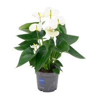 Anthurium Blanc - Ø12cm - ↕43cm Everspring