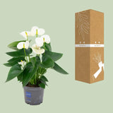 Anthurium Blanc - Ø12cm - ↕43cm Everspring