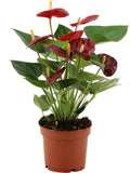 Anthurium Calon en gaine transparente - Ø 12 cm - ↕ 36 cm - GREEN OASIS - SHOP Plantes vertes originales livrées à votre domicile