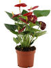Anthurium Calon en gaine transparente - Ø 12 cm - ↕ 36 cm - GREEN OASIS - SHOP Plantes vertes originales livrées à votre domicile