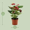 Anthurium Calon en gaine transparente - Ø 12 cm - ↕ 36 cm - GREEN OASIS - SHOP Plantes vertes originales livrées à votre domicile