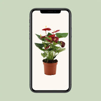Anthurium Calon en gaine transparente - Ø 12 cm - ↕ 36 cm - GREEN OASIS - SHOP Plantes vertes originales livrées à votre domicile