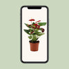 Anthurium Calon en gaine transparente - Ø 12 cm - ↕ 36 cm - GREEN OASIS - SHOP Plantes vertes originales livrées à votre domicile