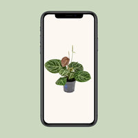 Anthurium Crystal Hybride Compact - Ø17cm - ↕40cm Everspring