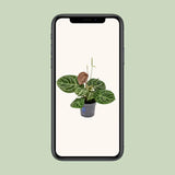 Anthurium Crystal Hybride Compact - Ø17cm - ↕40cm Everspring