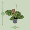 Anthurium Crystal Hybride Compact - Ø17cm - ↕40cm Everspring
