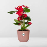 Anthurium rouge 12 cm + pot ELHO Vibes Fold 14 cm rose Everspring