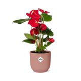 Anthurium rouge 12 cm + pot ELHO Vibes Fold 14 cm rose Everspring