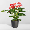Anthurium Rouge - Ø17cm - ↕55cm Everspring
