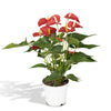 Anthurium Rouge - Ø17cm - ↕55cm Everspring