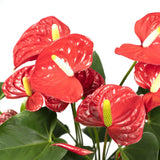 Anthurium Rouge - Ø17cm - ↕55cm Everspring