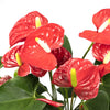 Anthurium Rouge - Ø17cm - ↕55cm Everspring