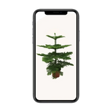 Araucaria Heterophylla - Ø21cm - ↕70cm Everspring