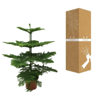 Araucaria Heterophylla - Ø21cm - ↕70cm Everspring