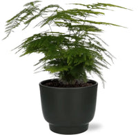 Asparagus Setaceus - Ø12cm - ↕35cm + Pot Potenza D13x11cm - Noir - GREEN OASIS - SHOP