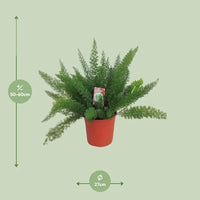Asperges D. Meyers - Ø27cm - ↕60cm - GREEN OASIS - SHOP Plantes vertes originales livrées à votre domicile