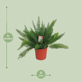 Asperges D. Meyers - Ø27cm - ↕60cm - GREEN OASIS - SHOP Plantes vertes originales livrées à votre domicile